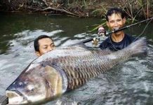 Câu cá chép 120 kg