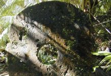 Những loại tiền kỳ lạ bậc nhất thế giới