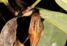 Loài nhện có khả năng biến thành lá cây hoàn hảo đến không ngờ