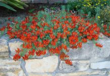 “Tận mục” vẻ đẹp của một trong những loài hoa hiếm bậc nhất thế giới