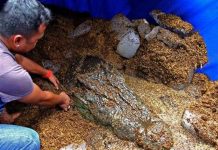 Cá sấu nước mặn lớn nhất thế giới chết