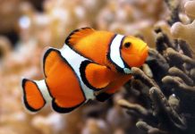 Chiêm ngưỡng 4 loài cá đặc biệt nhất thế giới Chiêm ngưỡng 4 loài cá đặc biệt nhất thế giới