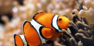 Chiêm ngưỡng 4 loài cá đặc biệt nhất thế giới