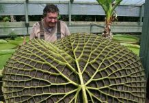 Chiếc lá to kỷ lục tại Australia