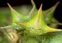 Những kẻ “ôm cây”