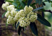 Không chỉ ở Việt Nam mà hoa sữa còn là loài hoa mâu thuẫn nổi tiếng xuyên lục địa