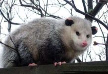 Khám phá những cách tự vệ kì lạ của động vật