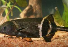 Vì sao cá vòi voi nhìn được ở nơi u tối?