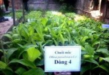 Quảng Trị khôi phục giống chuối giá trị xuất khẩu cao