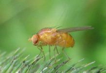 Khám phá bí mật “suối nguồn tươi trẻ”