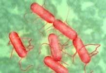 Vi khuẩn gây ngộ độc thực phẩm diệt được khối u não