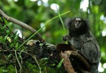 Phát hiện 1.220 loài sinh vật mới ở rừng Amazon