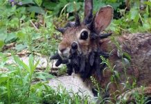 Thỏ “yêu quái” mọc sừng khắp đầu