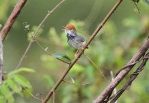 Phát hiện thêm nhiều loài mới vùng hạ lưu Mê Kông