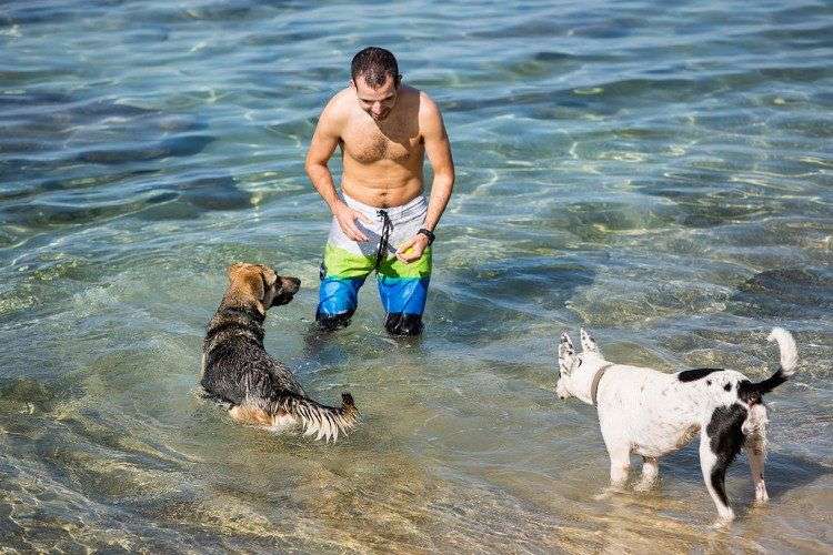 Israel có dịch vụ kỹ thuật số chăm sóc chó đầu tiên trên thế giới