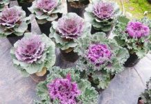 Kỹ thuật trồng và chăm sóc bắp cải cảnh đổi phong cách trang trí ngày Tết Kỹ thuật trồng và chăm sóc bắp cải cảnh đổi phong cách trang trí ngày Tết