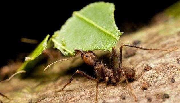 Loài kiến đặc biệt biết trồng cây để làm tổ trên đảo Fiji