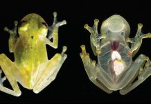 Ếch thủy tinh trong suốt nhìn rõ tim đang đập