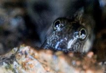 Loài cá sợ nước chuyên sống trong hang động trên vách đá