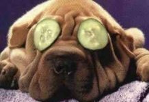 Loài vật ngủ như thế nào?