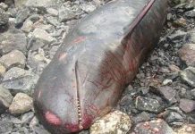 Cá heo đen chết dạt vào bãi biển Cát Hải Cá heo đen chết dạt vào bãi biển Cát Hải