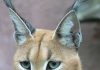 Tìm hiểu về loài mèo hoãng dã Caracal