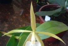 Phong lan đầu tiên nở hoa về đêm