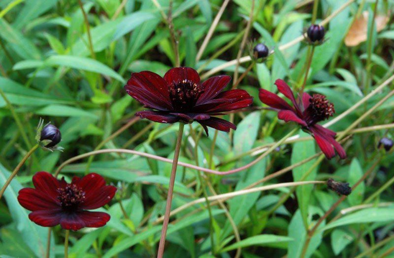 Chiêm ngưỡng vẻ đẹp của loài hoa đã tuyệt chủng ở môi trường tự nhiên