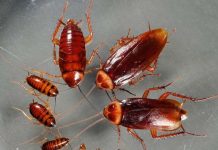 Biến gián thành tế bào nhiên liệu