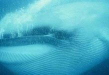 Những động vật đang “đối mặt” với nguy cơ tuyệt chủng Những động vật đang “đối mặt” với nguy cơ tuyệt chủng