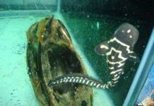 Cá mập "đồng trinh" đẻ con ở thủy cung Nha Trang