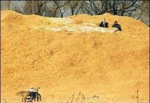 Vỏ trấu làm nguyên liệu xây dựng sạch