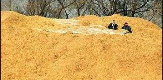 Vỏ trấu làm nguyên liệu xây dựng sạch