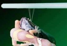 Keo siêu dính bắt chước chân tắc kè và vẹm Keo siêu dính bắt chước chân tắc kè và vẹm