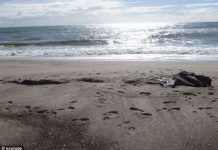 Phát hiện xác quái vật biển khổng lồ