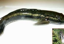 Phát hiện loài cá bống “bơi” ngược thác nước