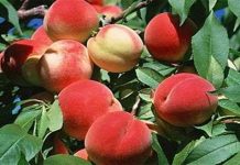 Hồi sinh giống đào quý Mẫu Sơn