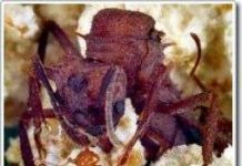 Sự "tham nhũng" của tầng lớp hoàng gia lan tràn trong thế giới loài kiến