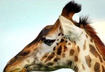 Chim sáo lau miệng cho hươu