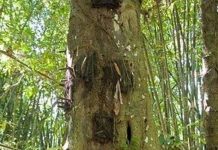 Rợn người tục lệ an táng trẻ em trong thân cây