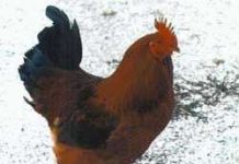 Gà mái biến thành… gà trống Gà mái biến thành... gà trống