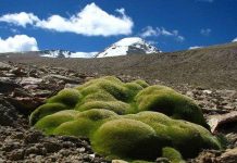 Loài cây chinh phục giá lạnh khắc nghiệt trên đỉnh Himalaya