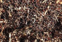 Một số điểm tương đồng giữa kiến và người mà chúng ta chưa biết