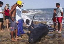 30 cá heo mắc cạn ở Brazil