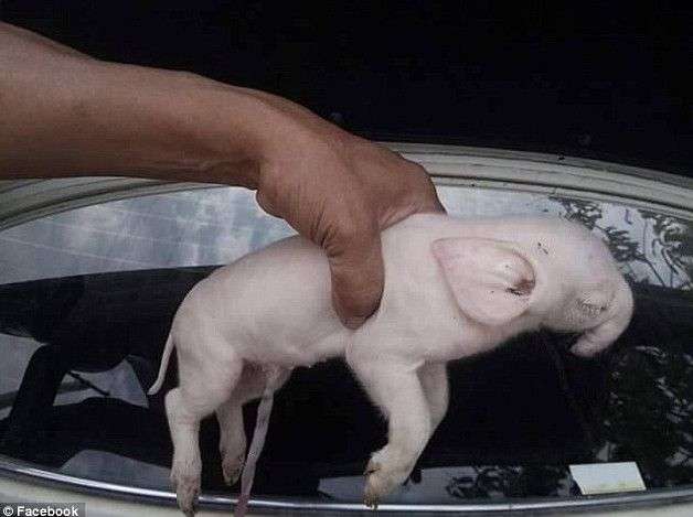 Xuất hiện một con lợn bị đột biến gen có vòi, tai giống voi