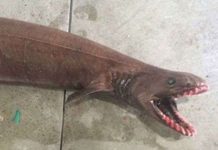 Bắt được cá mập sống từ thời tiền sử