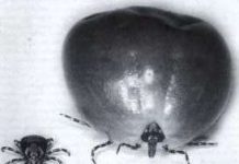 Sex khiến con ve to gấp 100 lần