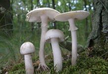 Ngắm nghía loài "nấm thần chết" ở Việt Nam