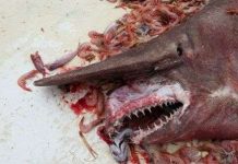 Bắt được con cá mập yêu tinh cực hiếm ở bờ biển Florida