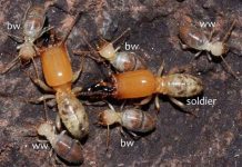 Chiêu “đánh bom cảm tử” dị thường của loài mối Chiêu "đánh bom cảm tử" dị thường của loài mối